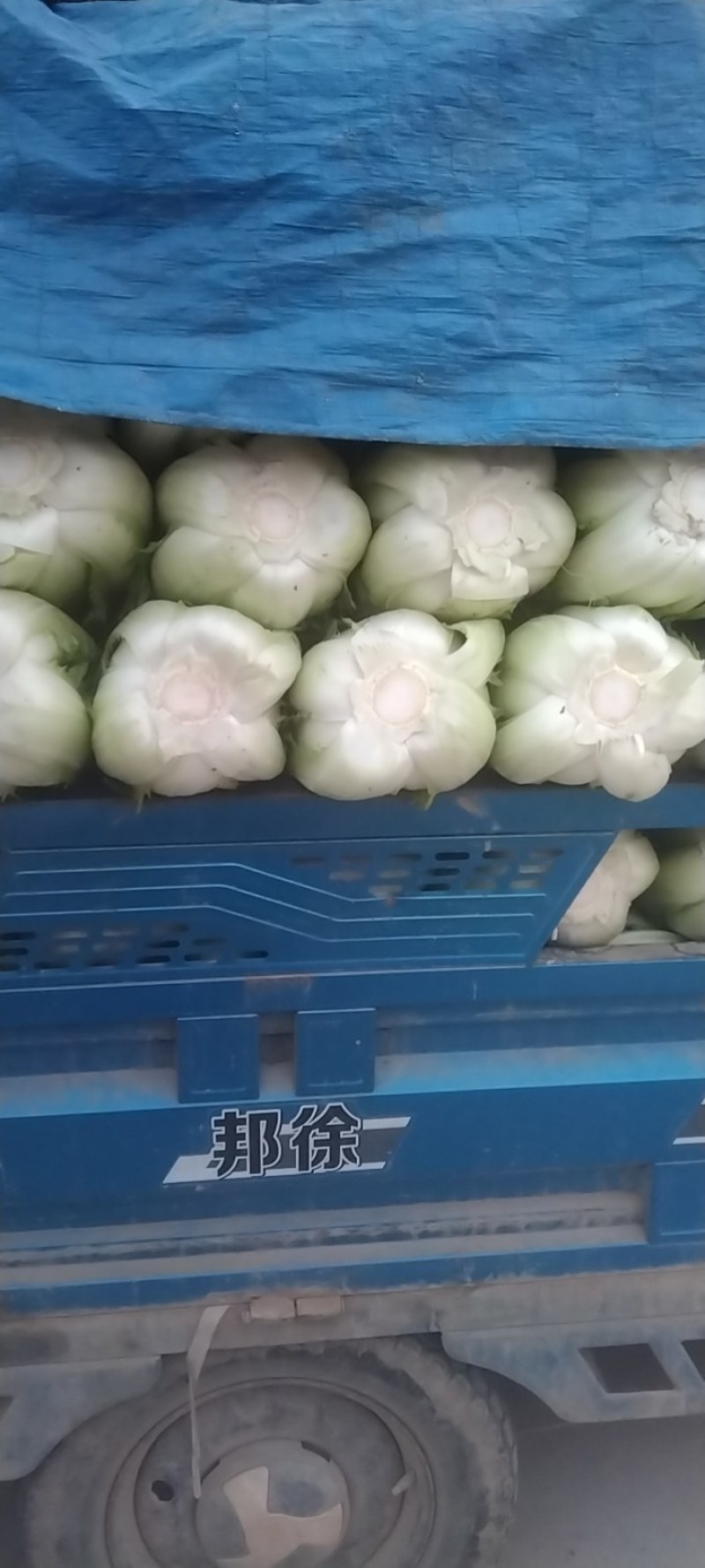 河北，北京新三号大白菜，产地直发，货源充足。保证质量！