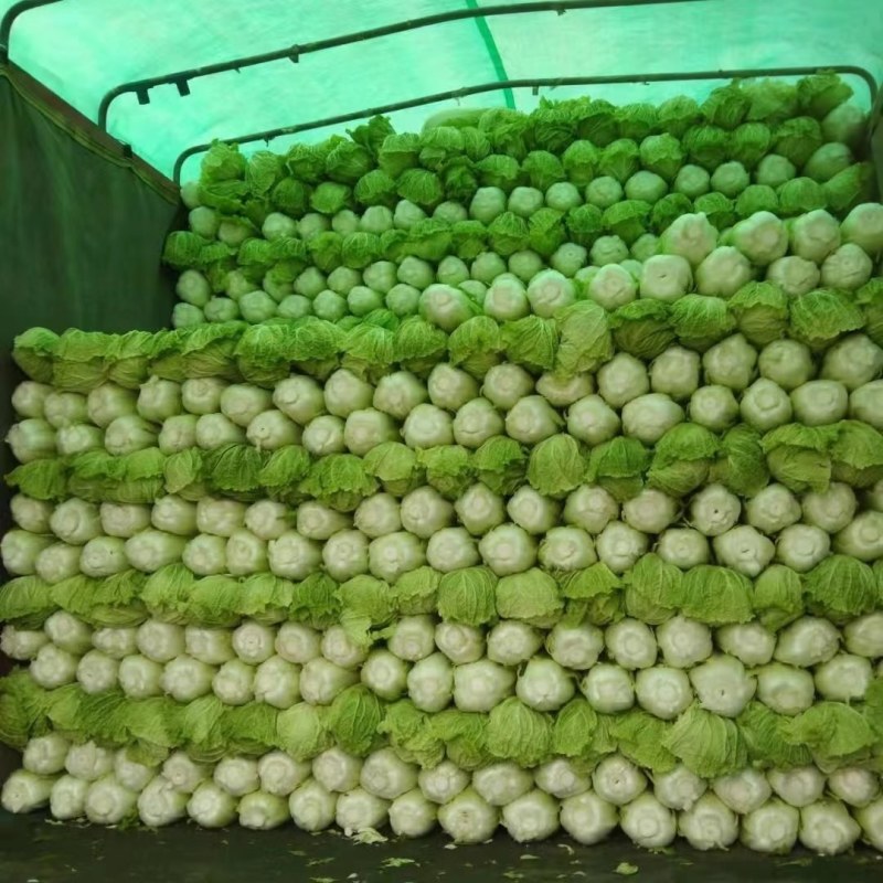 河北，北京新三号大白菜，产地直发，货源充足。保证质量！