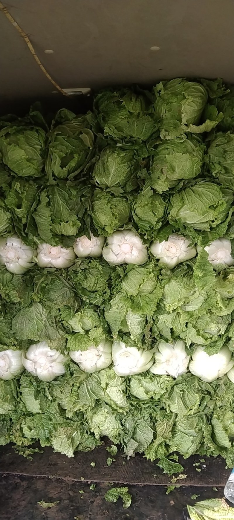 河北，北京新三号大白菜，产地直发，货源充足。保证质量！