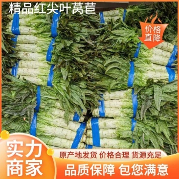 万亩精品红尖叶窝笋，窝苣，产地直发电商市场直供货源充足