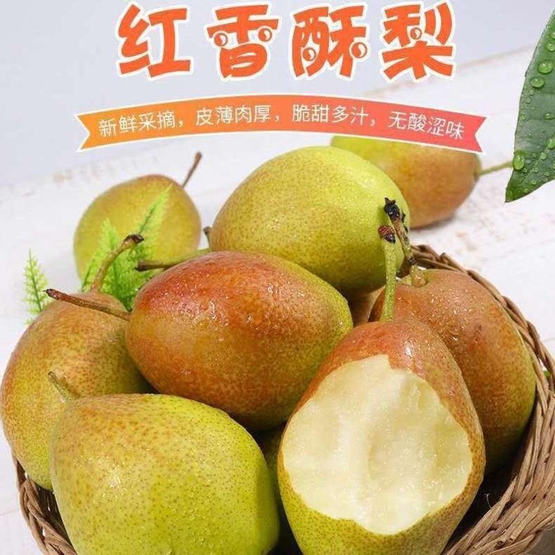 【全国代发】河北石家庄精品红香酥梨大量现货口感脆甜
