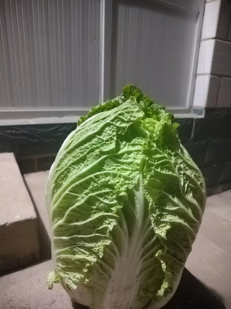 河北黄心大白菜，无虫眼，无烧心。种植面积大