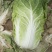 河北黄心大白菜，无虫眼，无烧心。种植面积大