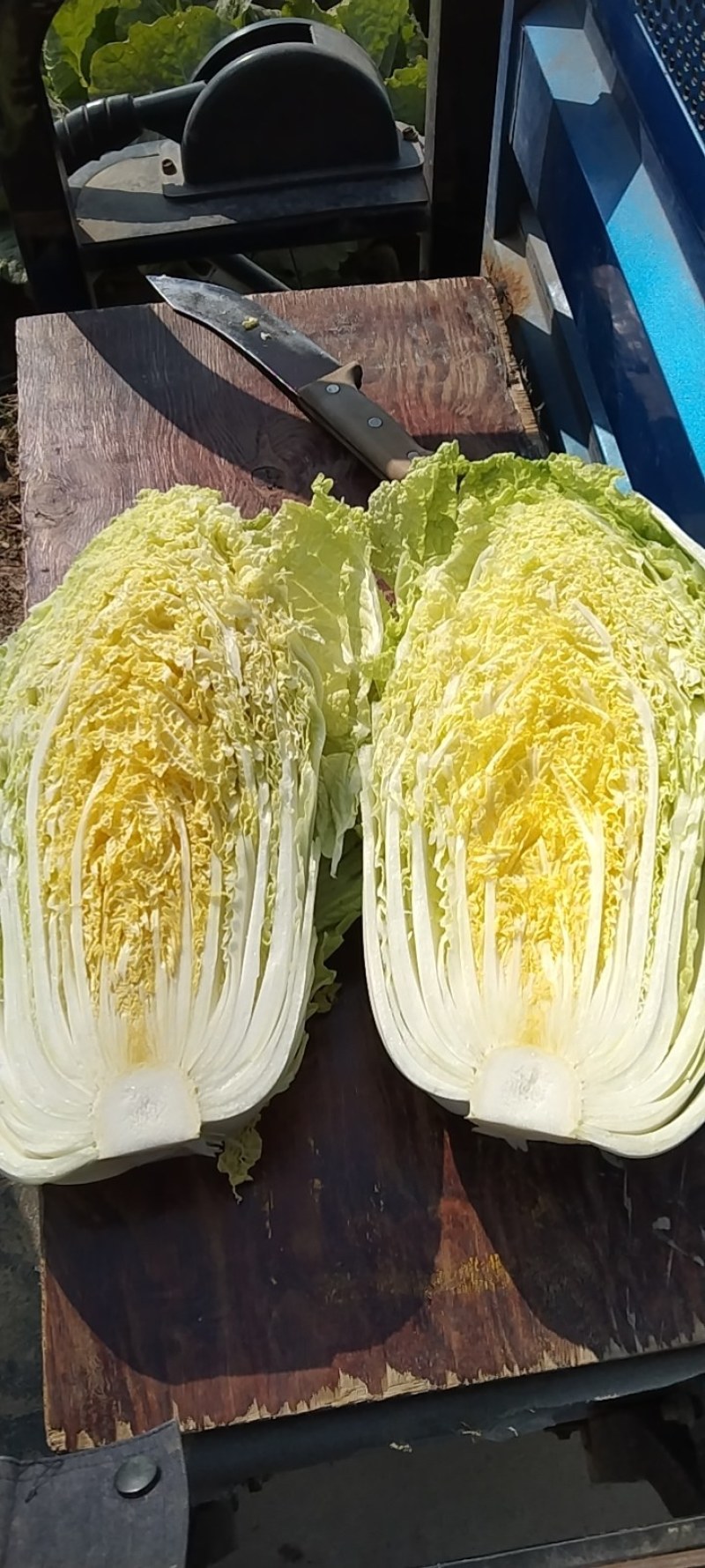 河北黄心大白菜，无虫眼，无烧心。种植面积大