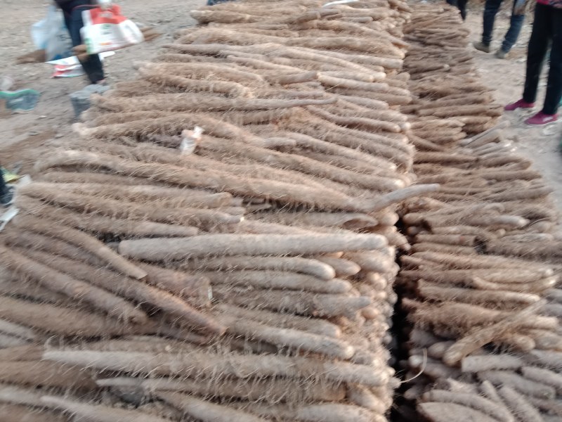 河南安阳经济麻山药产地货源大量上市大量批发