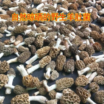 新货纯野生羊肚菌干货深山自采羊肚蘑菇煲汤食材食用菌