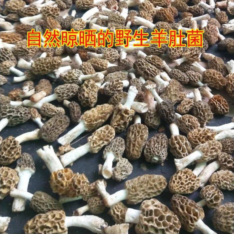 新货纯野生羊肚菌干货深山自采羊肚蘑菇煲汤食材食用菌