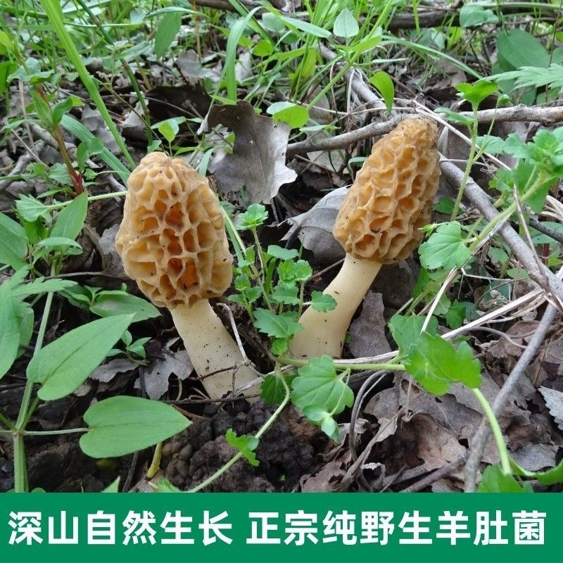 新货纯野生羊肚菌干货深山自采羊肚蘑菇煲汤食材食用菌