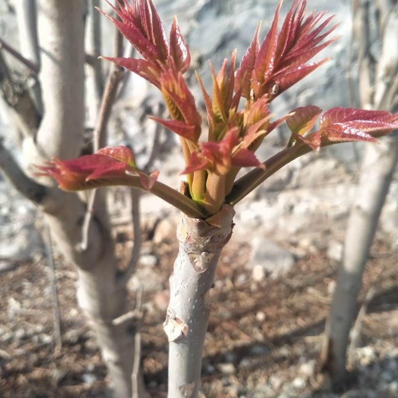 新鲜红油香椿芽大量上市，大山里的美味欢迎新老客户前来订购