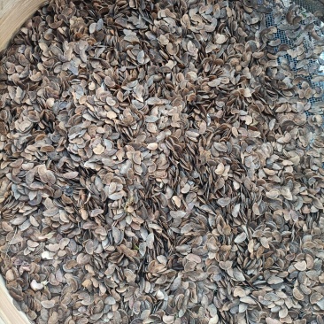 木荷种子
