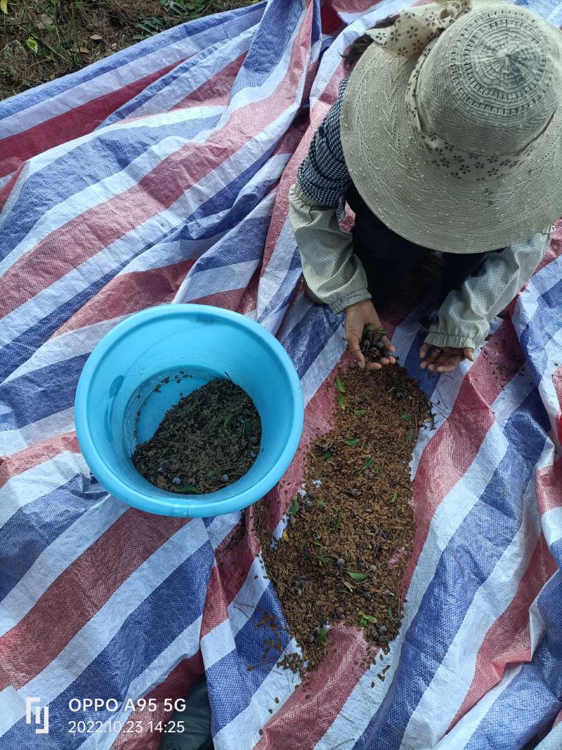 木荷种子