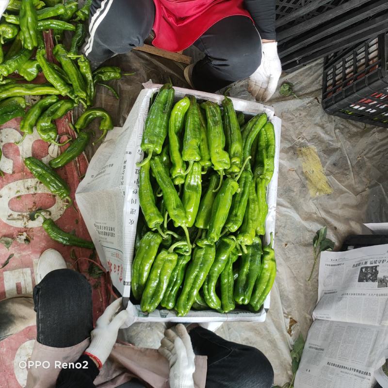 河南泡椒鲜辣椒大量上市大棚种植货量充足全国发货