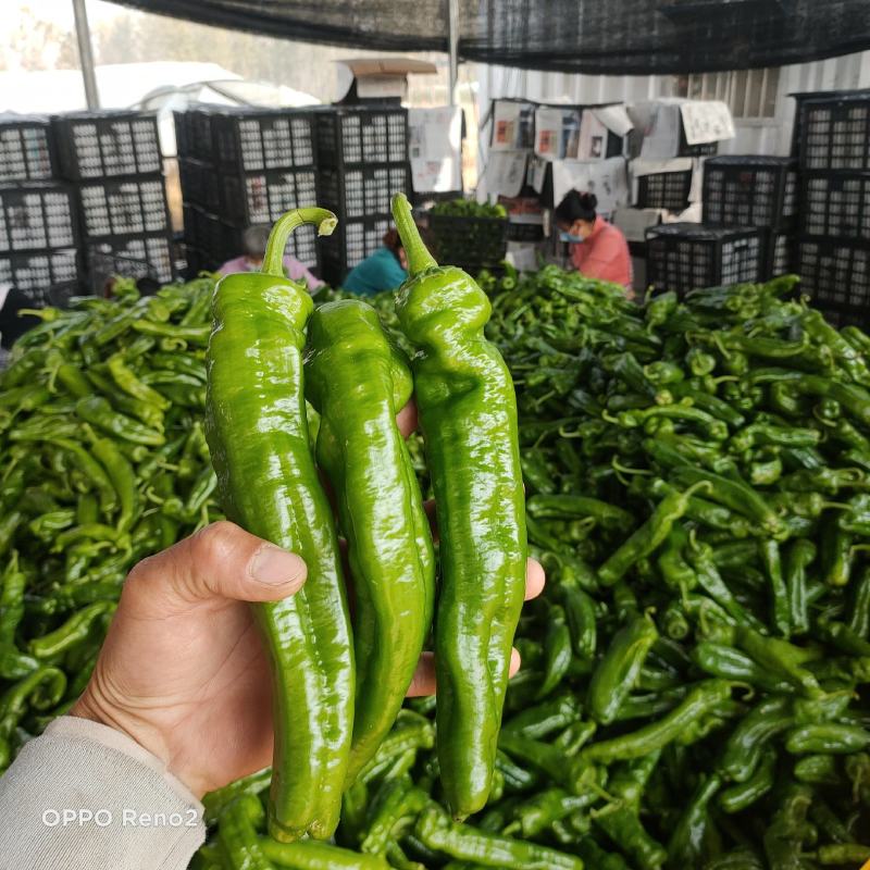 河南泡椒鲜辣椒大量上市大棚种植货量充足全国发货