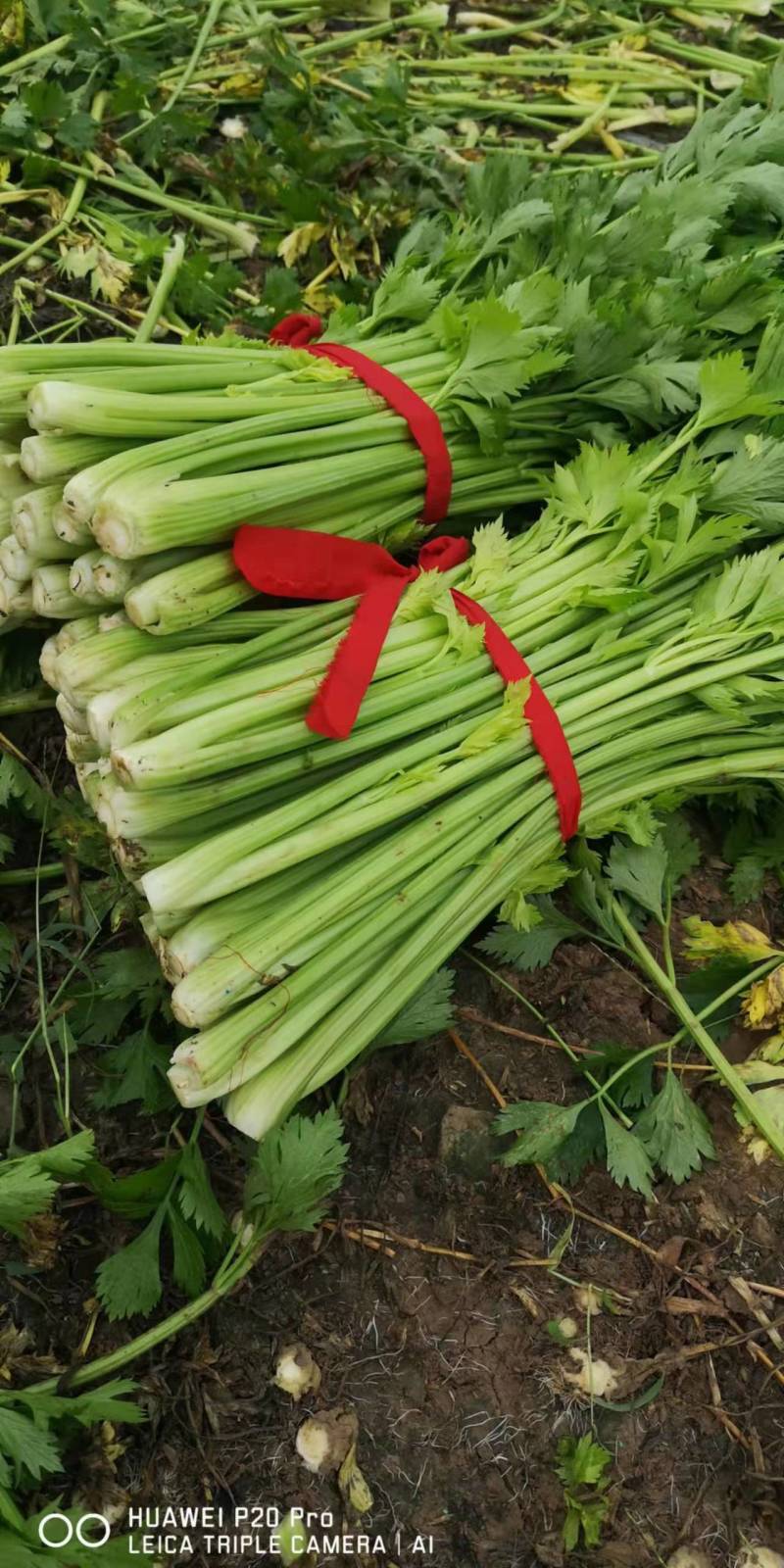 精品芹菜，香芹大量有货，需要的联系代发全国保障质量