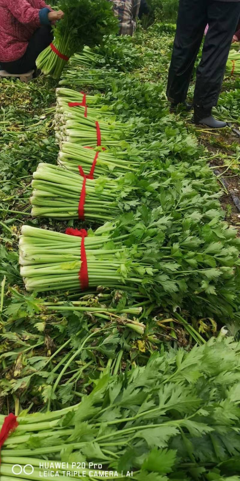 精品芹菜，香芹大量有货，需要的联系代发全国保障质量