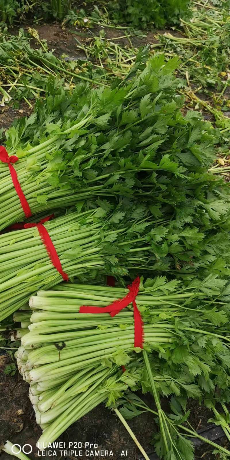 精品芹菜，香芹大量有货，需要的联系代发全国保障质量