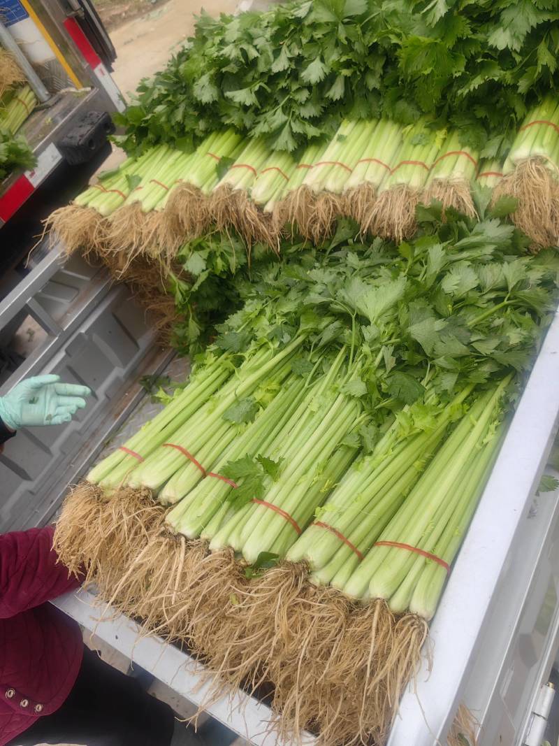 精品芹菜，香芹大量有货，需要的联系代发全国保障质量