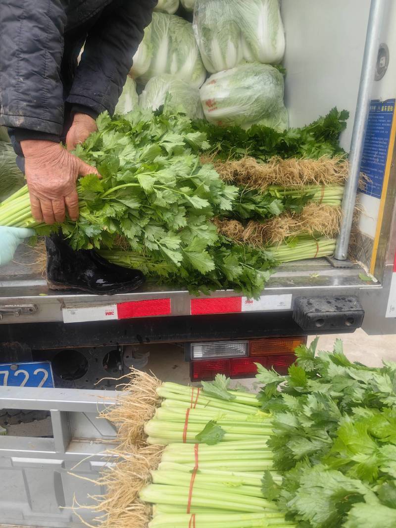 精品芹菜，香芹大量有货，需要的联系代发全国保障质量