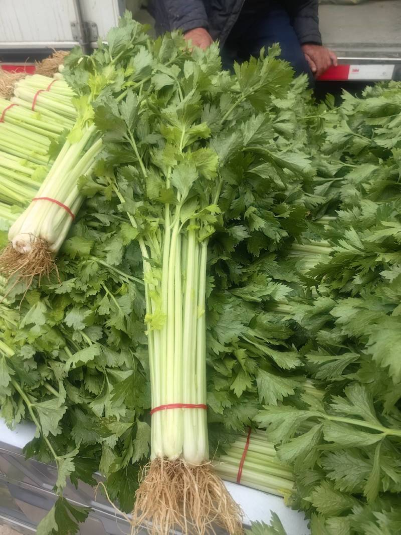 精品芹菜，香芹大量有货，需要的联系代发全国保障质量