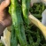 河南泡椒鲜辣椒大量上市大棚种植货量充足全国发货