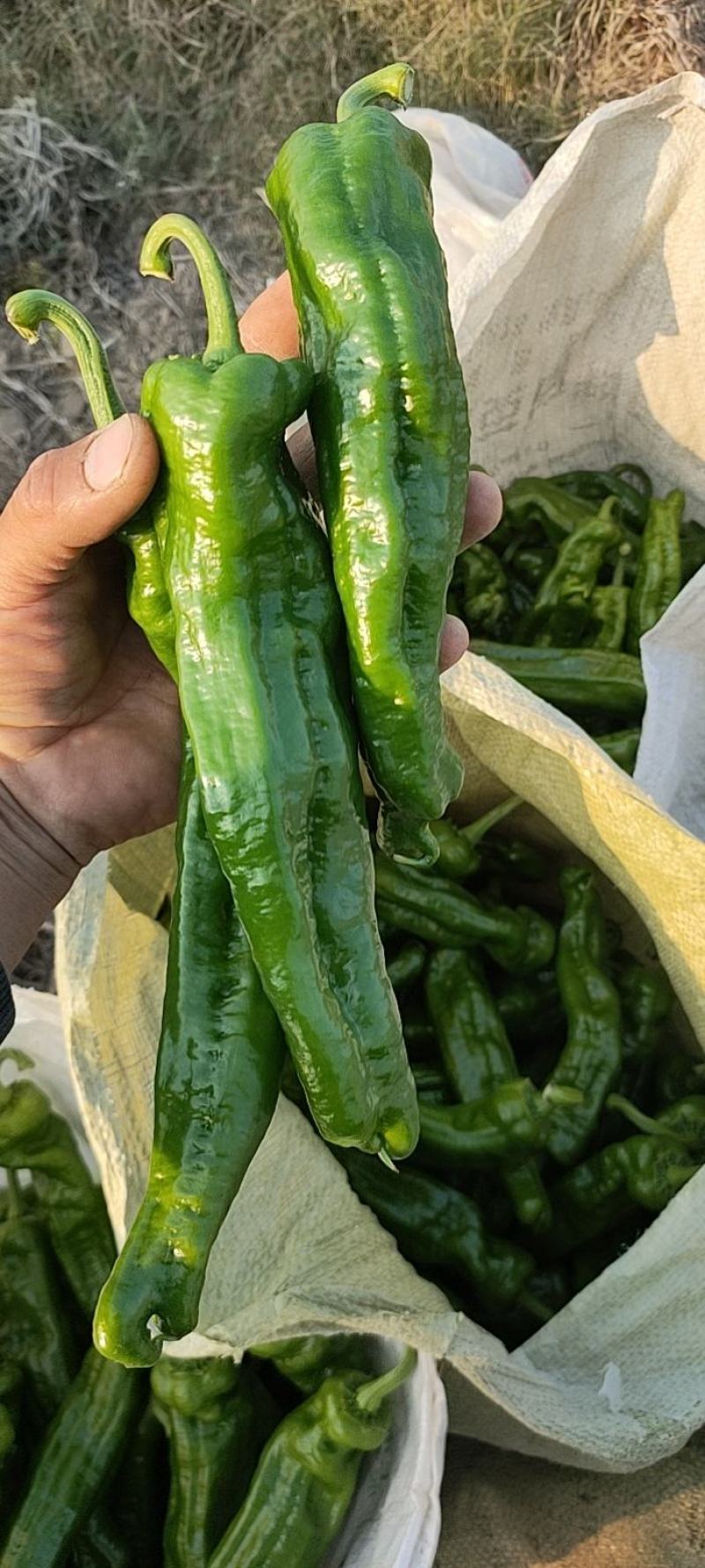 河南泡椒鲜辣椒大量上市大棚种植货量充足全国发货