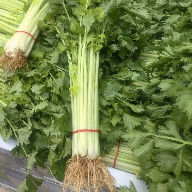 精品芹菜，香芹大量有货，需要的联系代发全国保障质量