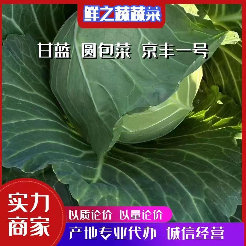 甘蓝/甘蓝/包菜/圆白菜/全国发货供货电商