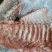 二号肉瘦肉猪肉冷冻猪副产品现货手续齐全