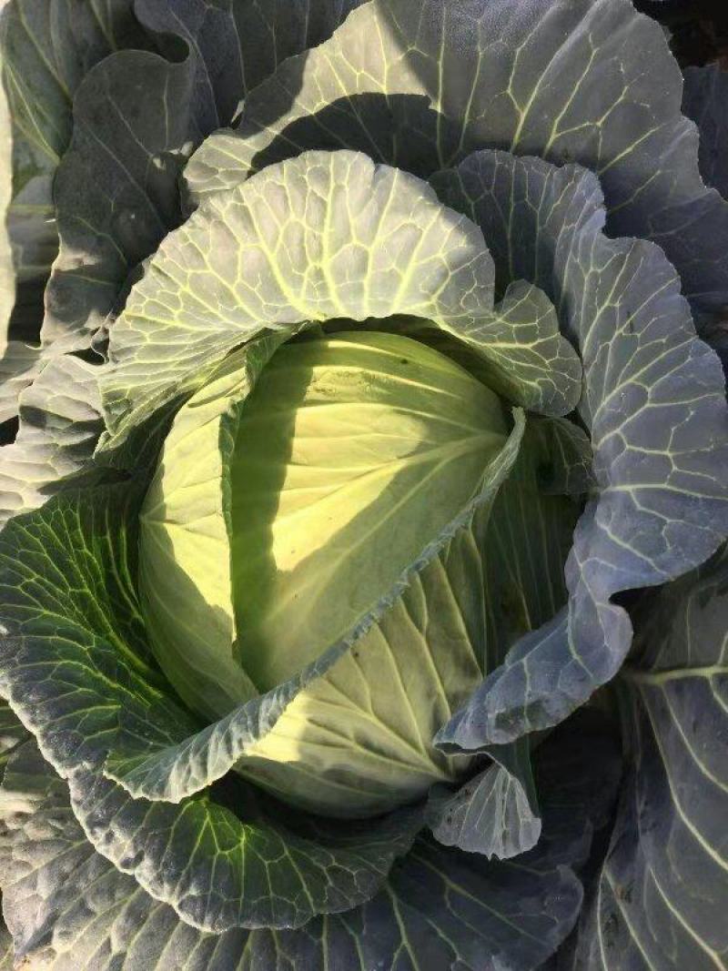 湖北精品包菜平包大量上市基地供应产地直发欢迎光临