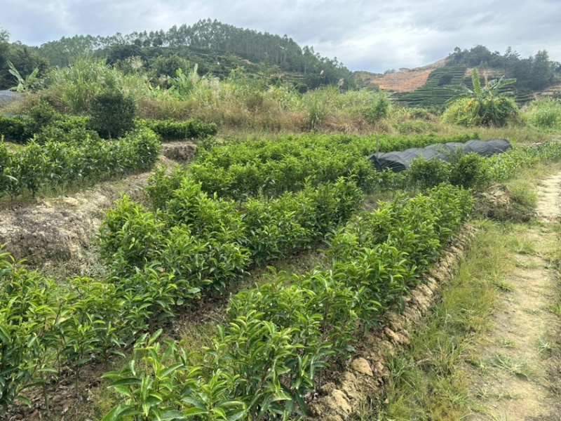 出售单丛茶苗蜜兰香，鸭屎香，八仙，距朵仔，大乌叶等茶树