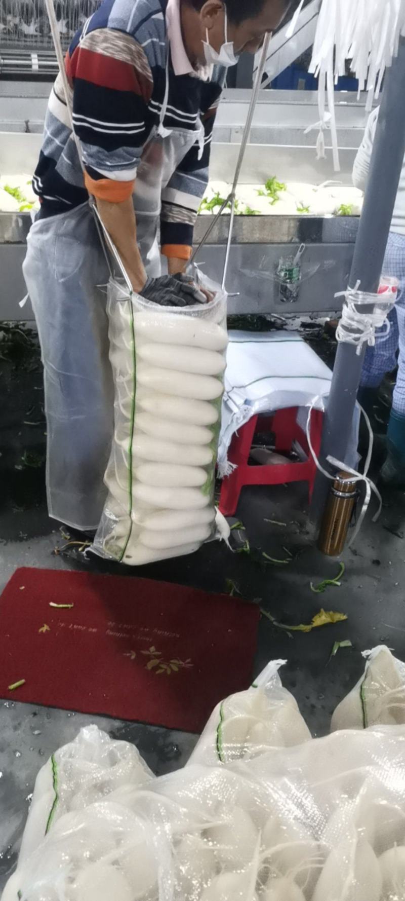 湖北沙洋梦宇农产品种植专业合作社，欢迎新老客户参观指导！