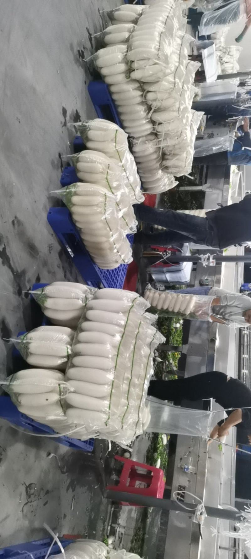 湖北沙洋梦宇农产品种植专业合作社，欢迎新老客户参观指导！