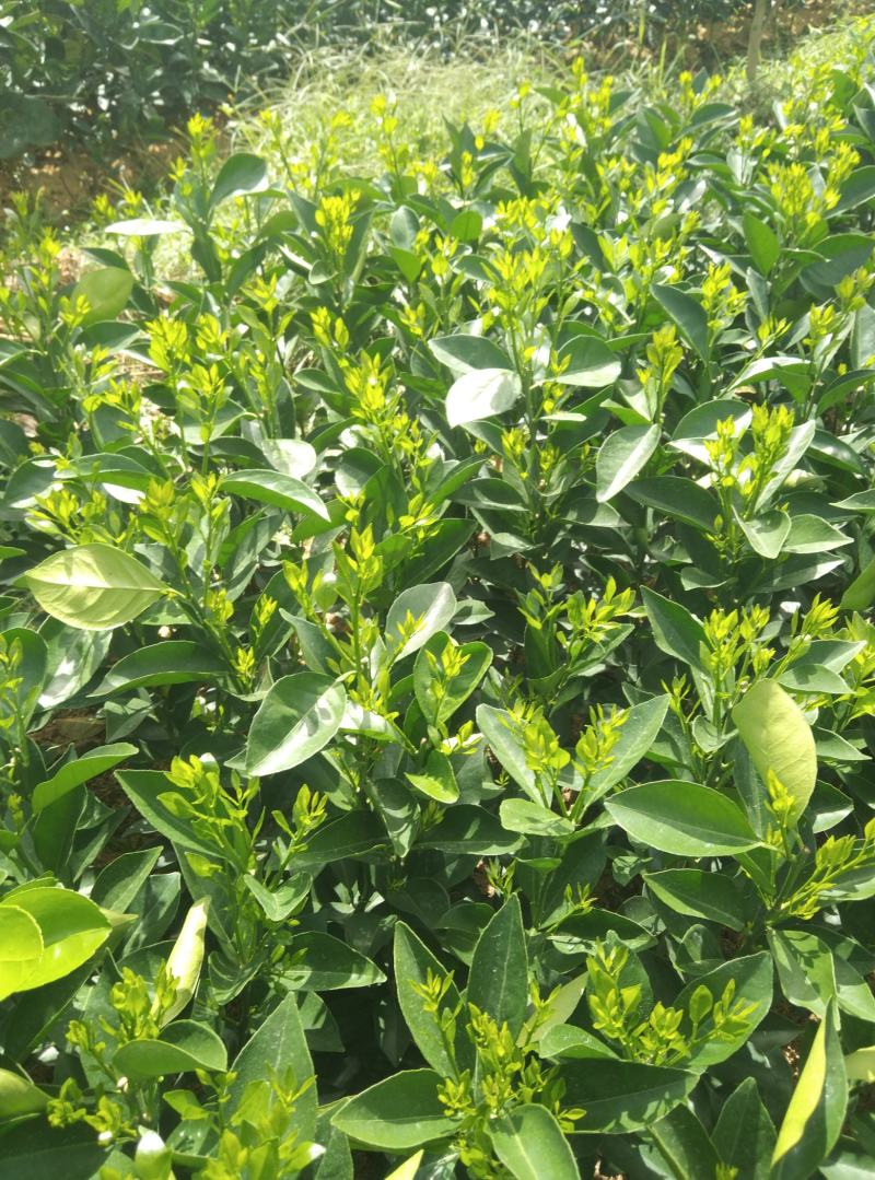 江西赣南纯正纽荷尔脐橙苗30~50cm