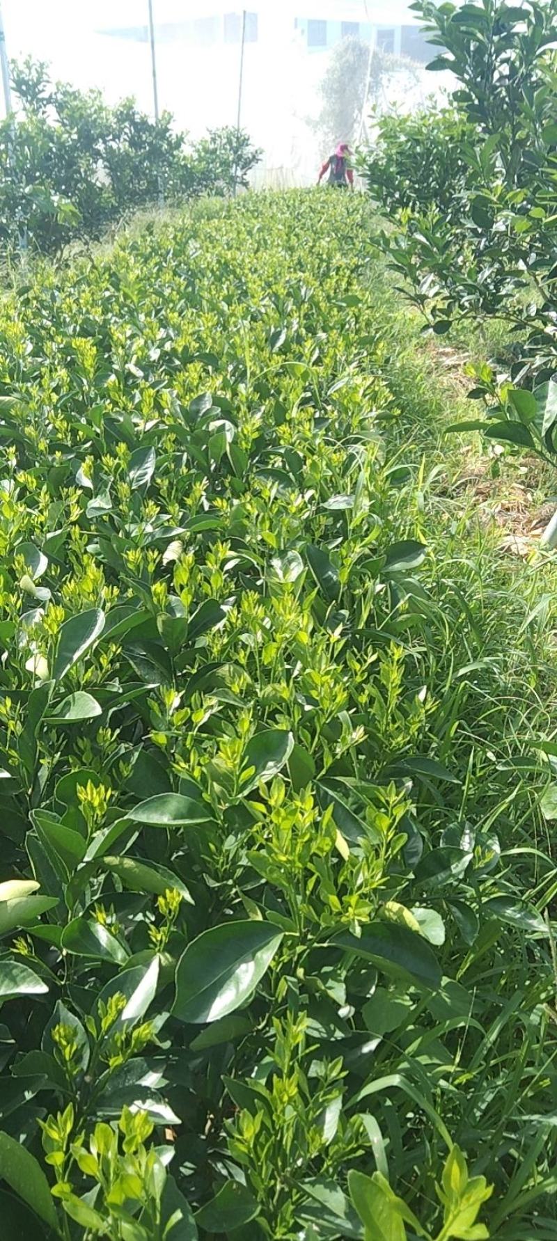 江西赣南纯正纽荷尔脐橙苗30~50cm