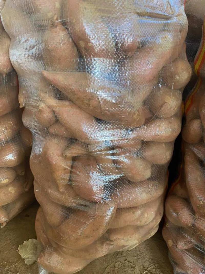 【龙薯九号】湖北宜城龙薯红薯精品现货龙九条形好