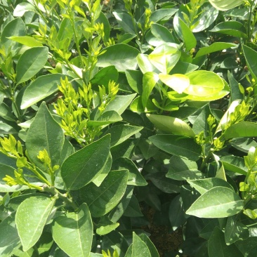 江西赣南纯正纽荷尔脐橙苗30~50cm
