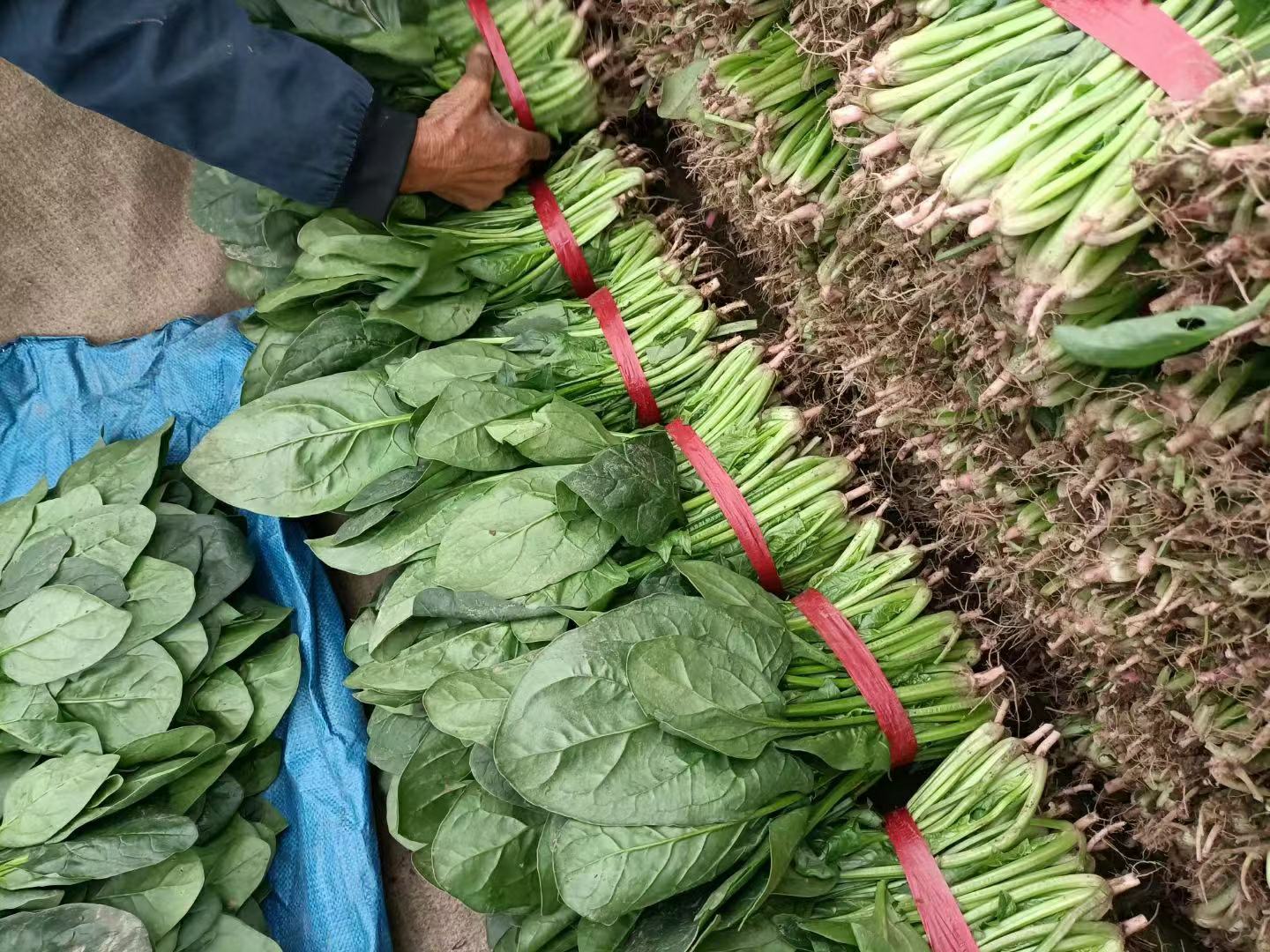 胡萝卜菠菜食材图