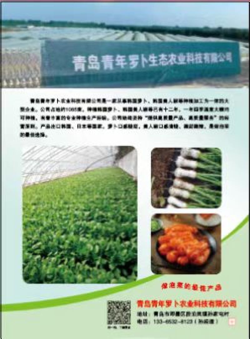 泡菜萝卜韩国萝卜青年萝卜