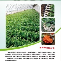 泡菜萝卜韩国萝卜青年萝卜