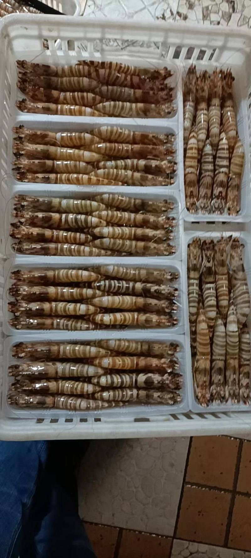 一件也是批发价斑节虾竹节虾基围虾一手货源