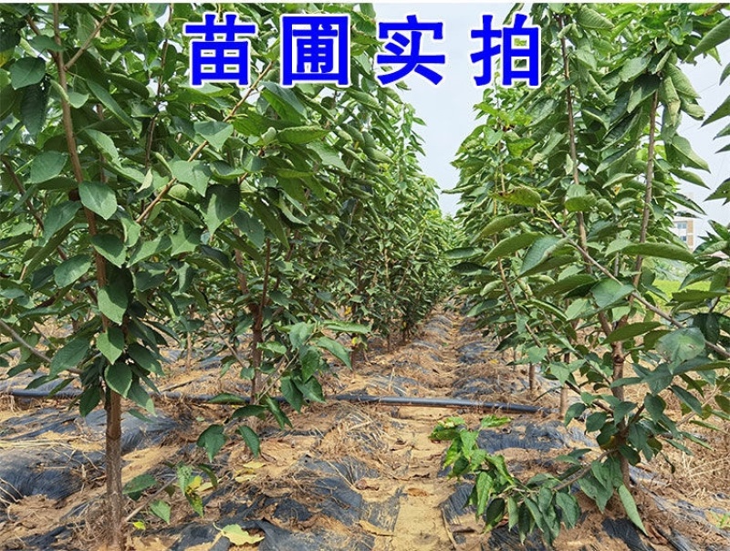 【特大果】车厘子大樱桃树苗俄罗斯八号美早大红灯