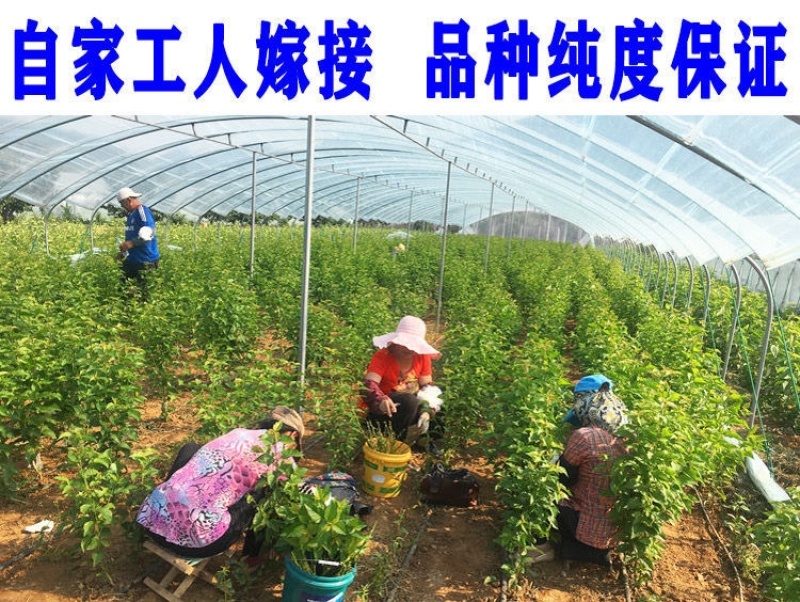 【特大果】车厘子大樱桃树苗俄罗斯八号美早大红灯
