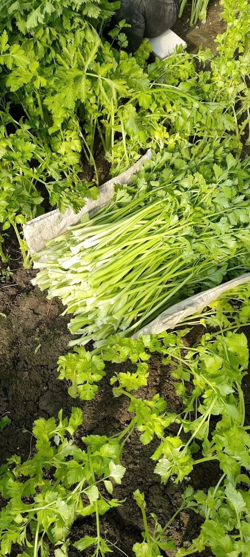 原产地劈掰芹菜各种规格长期供应批发市场食品厂