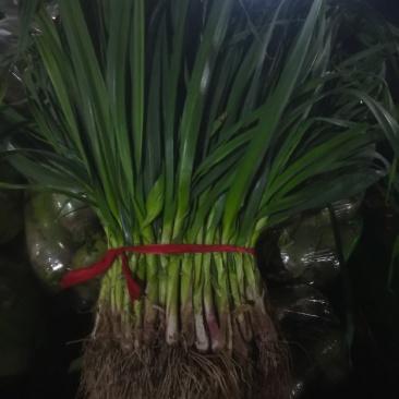 精品红根蒜苗
