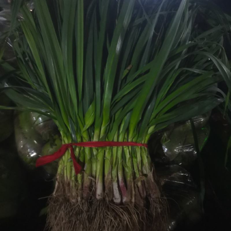 精品红根蒜苗