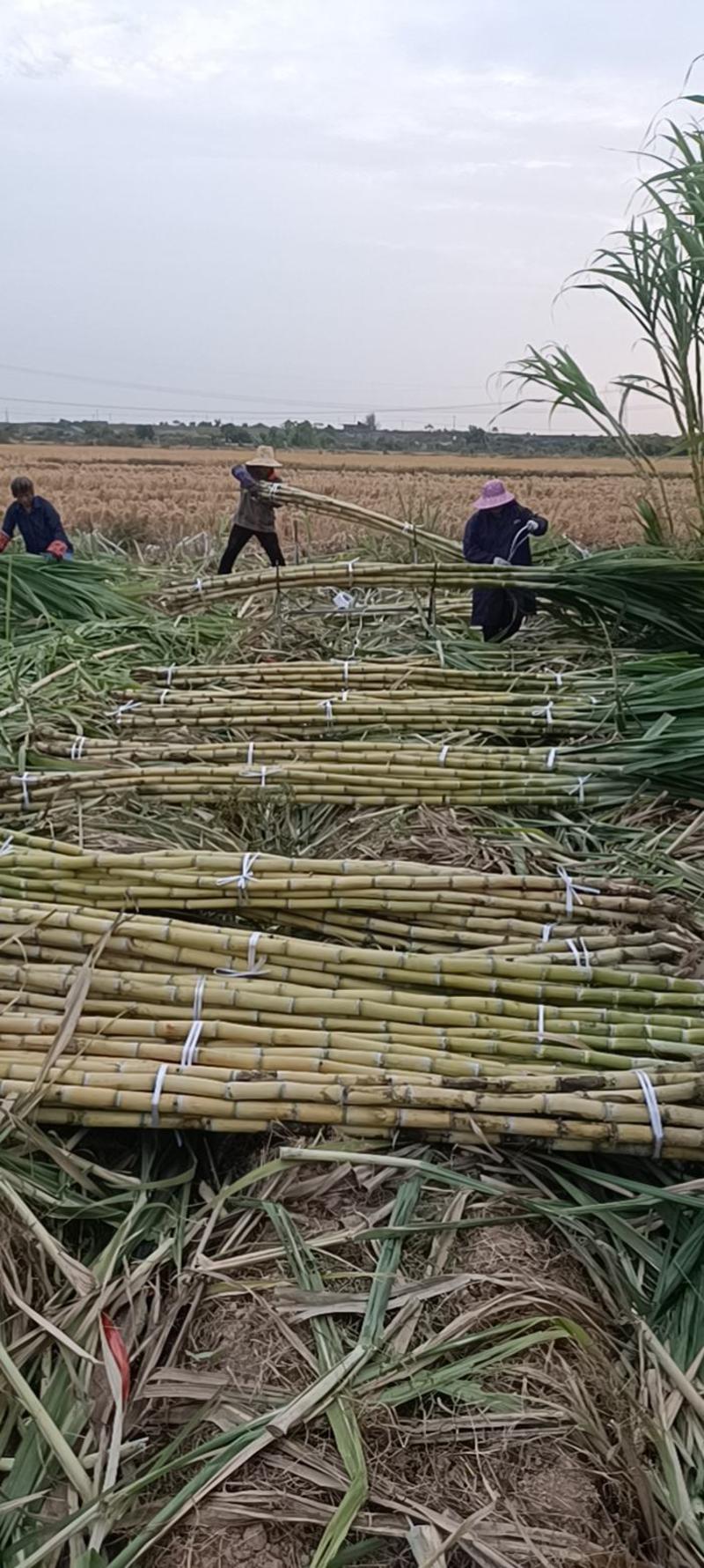 黄金甘蔗大量上市。