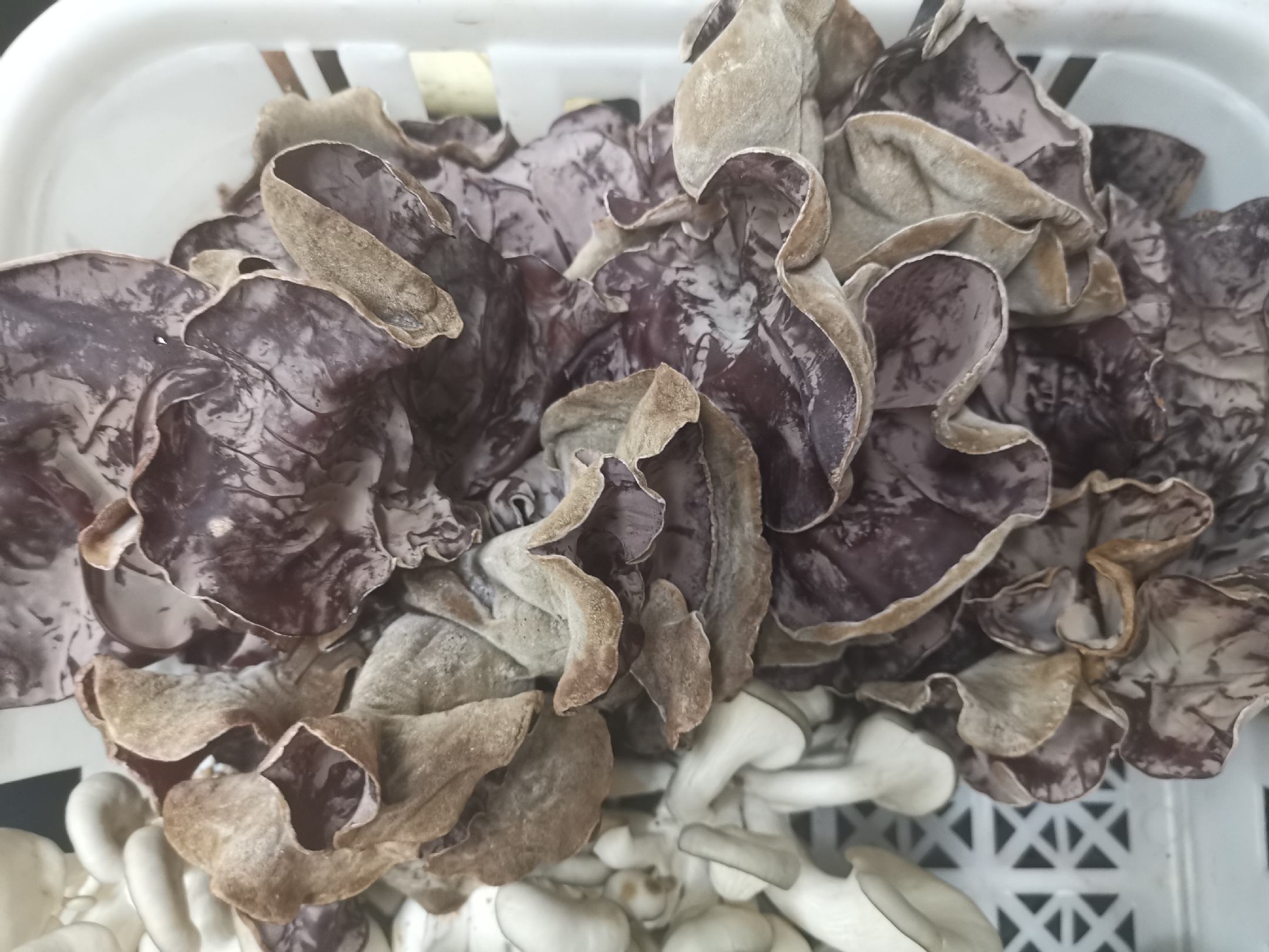 图中展示两种常见木耳:左侧为白木耳(银耳),右侧为黑木耳,颜色和形态有明显差异 白木耳与黑木耳对比图