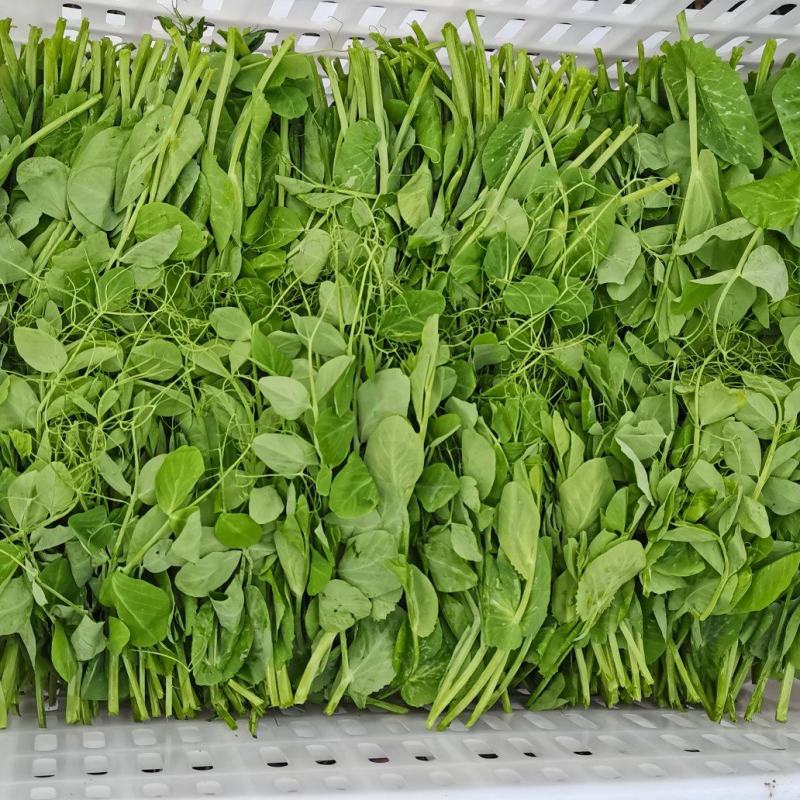 眉山豌豆尖每天出货