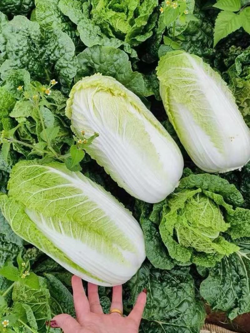 娃娃菜。精品大娃小娃。场地库房齐全。保质保量。欢迎采购。