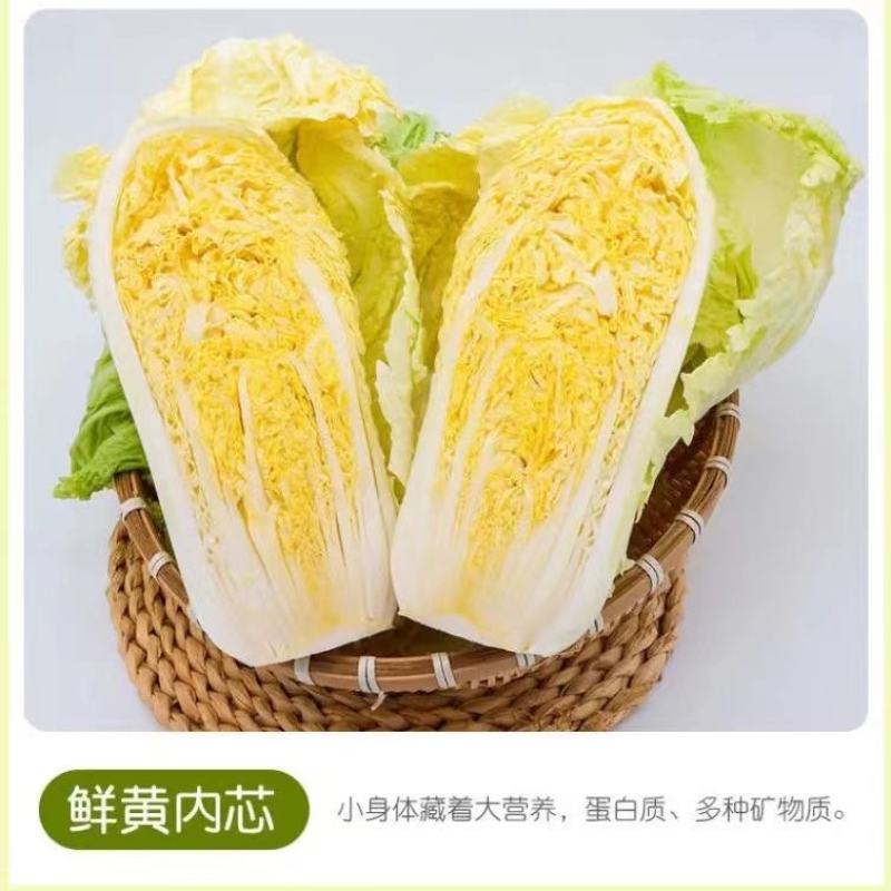 娃娃菜。精品大娃小娃。场地库房齐全。保质保量。欢迎采购。